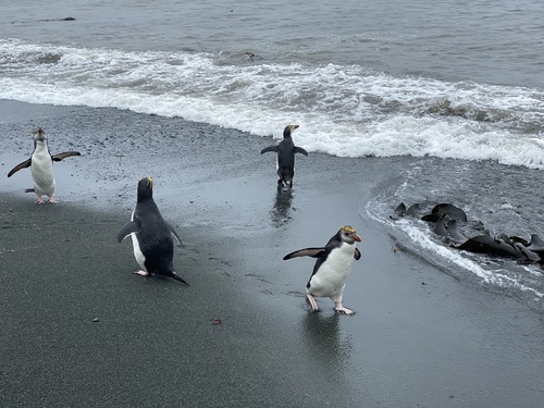 Royal Penguin (Eudyptes schlegeli), photo 5