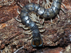 Hemiscolopendra