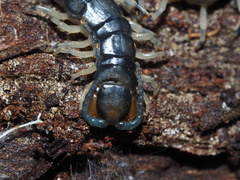 Hemiscolopendra