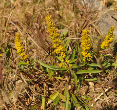 Solidago missouriensis