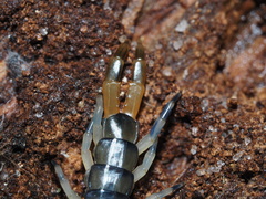 Hemiscolopendra