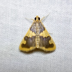 Rehimena phrynealis