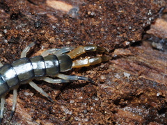 Hemiscolopendra