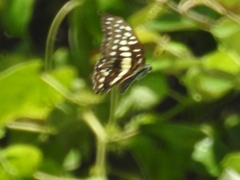 Graphium sallastius