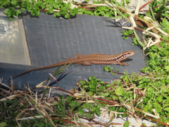 Phoenicolacerta laevis