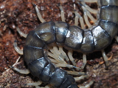 Hemiscolopendra