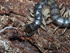 Hemiscolopendra