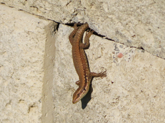 Phoenicolacerta laevis