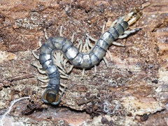 Hemiscolopendra