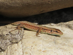 Phoenicolacerta laevis