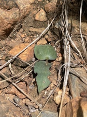 Drimiopsis