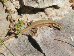 Phoenicolacerta laevis