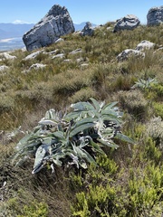 Hermas gigantea