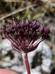 Hermas gigantea