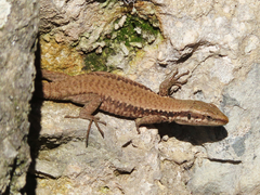 Phoenicolacerta laevis