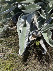 Hermas gigantea