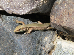 Phoenicolacerta laevis