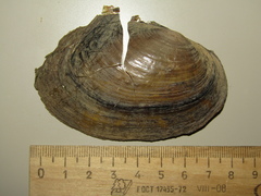Anodonta