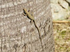 Phoenicolacerta laevis