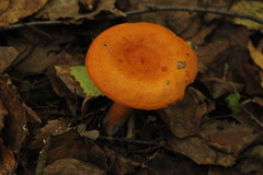 Lactarius aurantiacus