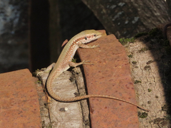 Phoenicolacerta laevis