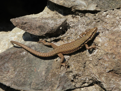 Phoenicolacerta laevis