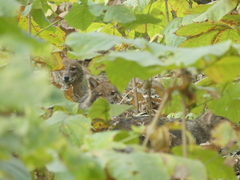 Canis aureus indicus