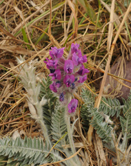 Oxytropis splendens