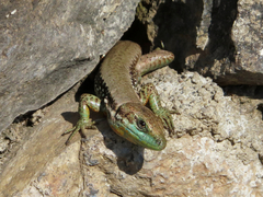 Phoenicolacerta laevis