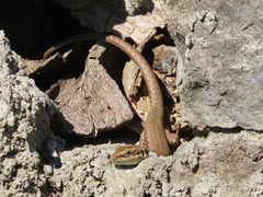 Phoenicolacerta laevis