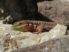 Phoenicolacerta laevis