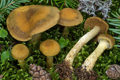 Cortinarius venetus