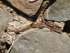 Phoenicolacerta laevis