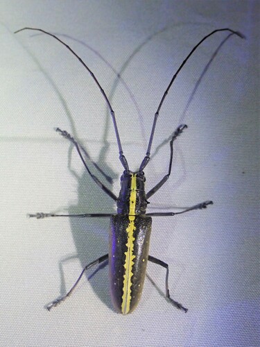 Taeniotes scalatus