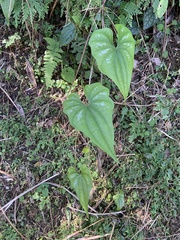 Dioscorea collettii