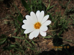 Dimorphotheca caulescens