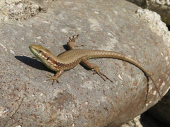 Phoenicolacerta laevis