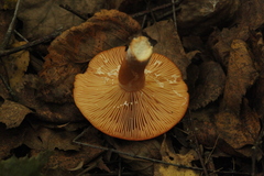 Lactarius aurantiacus
