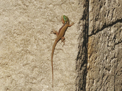 Phoenicolacerta laevis