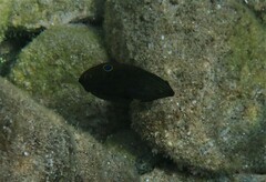 Halichoeres marginatus