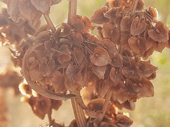 Rumex patientia orientalis