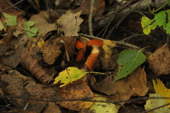 Lactarius aurantiacus