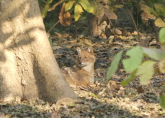 Canis aureus indicus