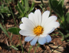 Dimorphotheca caulescens