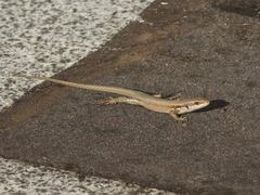 Phoenicolacerta laevis