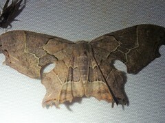 Calledapteryx dryopterata