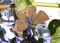 Leptotes trigemmatus