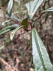 Ardisia lindleyana