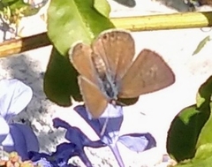 Leptotes trigemmatus