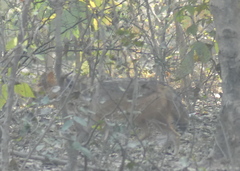 Canis aureus indicus